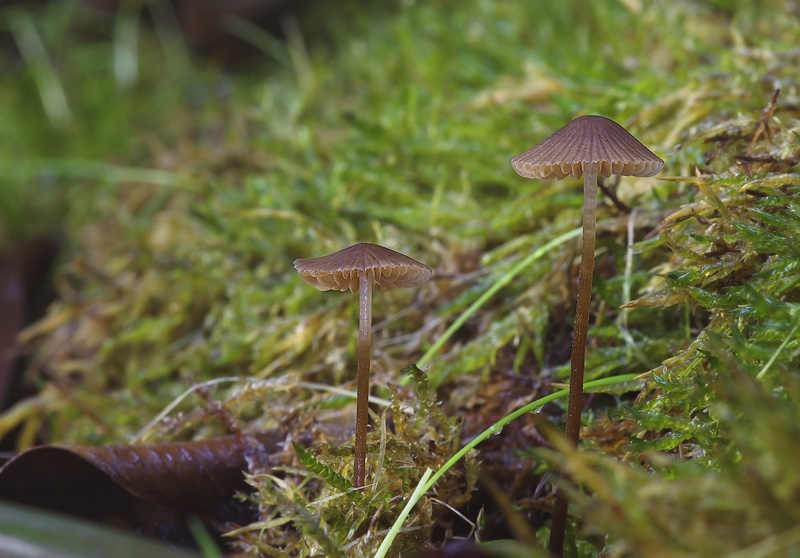 Conocybe moseri